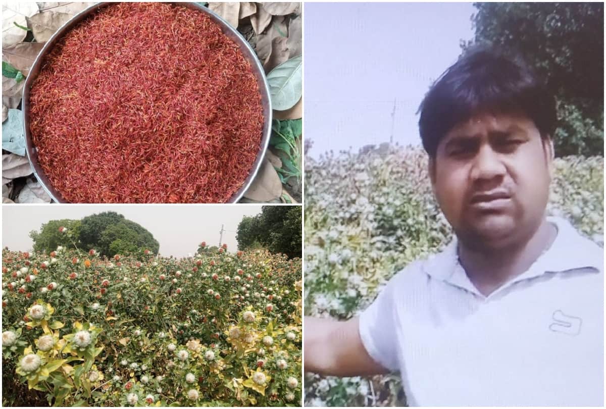 Saffron Cultivation Shining Luck of Farmer In Agra