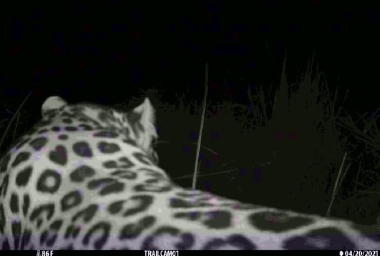 Leopard Seen in Kansal Forest at Chandigarh