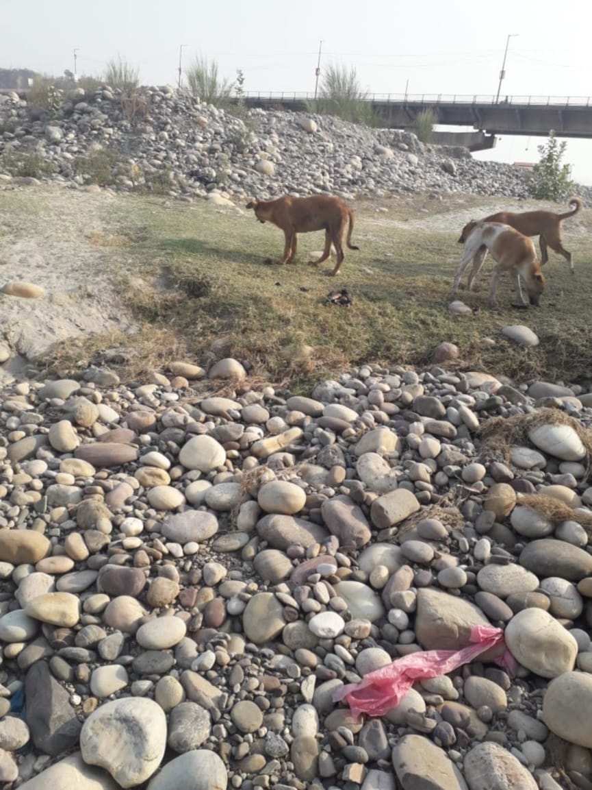 coronavirus in uttarakhand latest news : dead bodies not cremated completely, dogs picking burn parts in haridwar