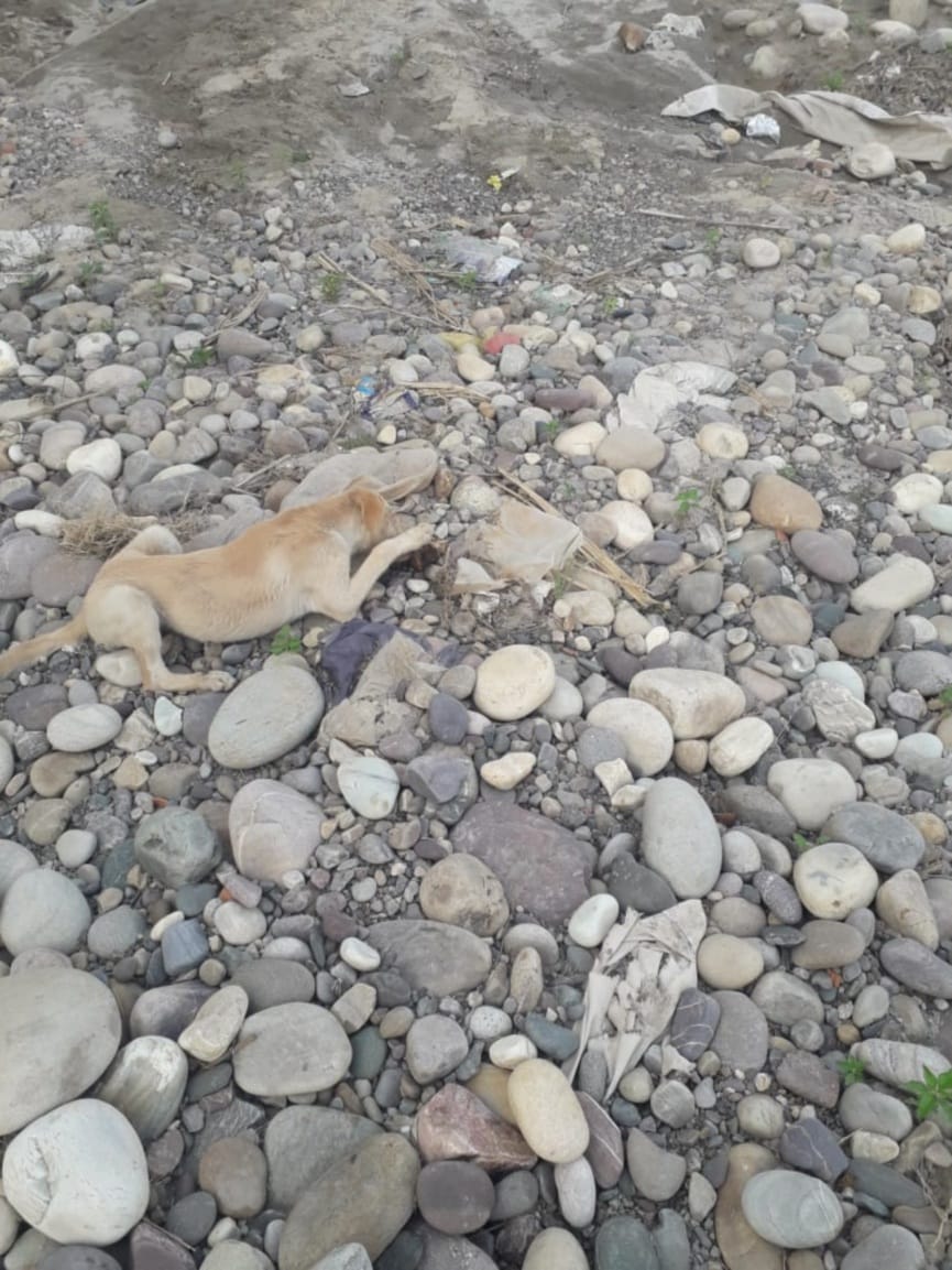 coronavirus in uttarakhand latest news : dead bodies not cremated completely, dogs picking burn parts in haridwar