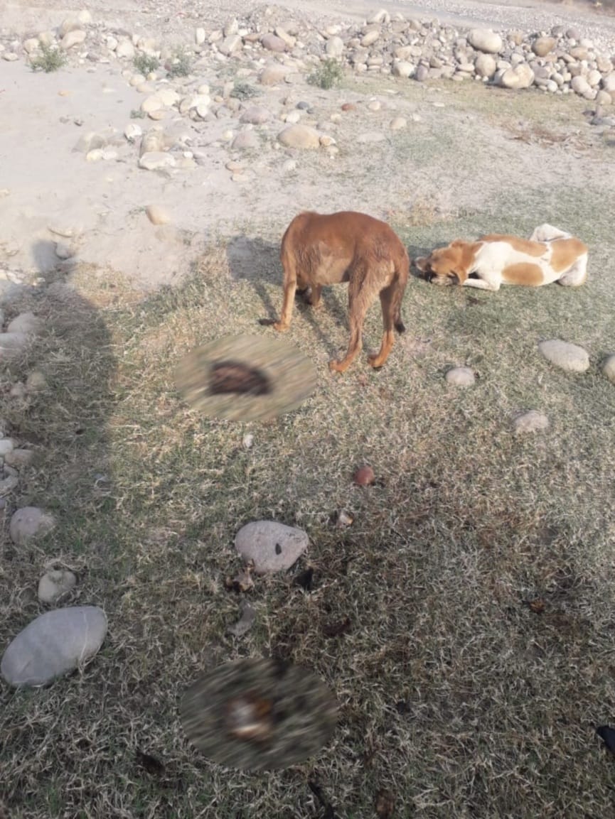coronavirus in uttarakhand latest news : dead bodies not cremated completely, dogs picking burn parts in haridwar
