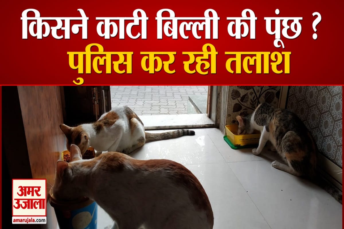 बिल्ली