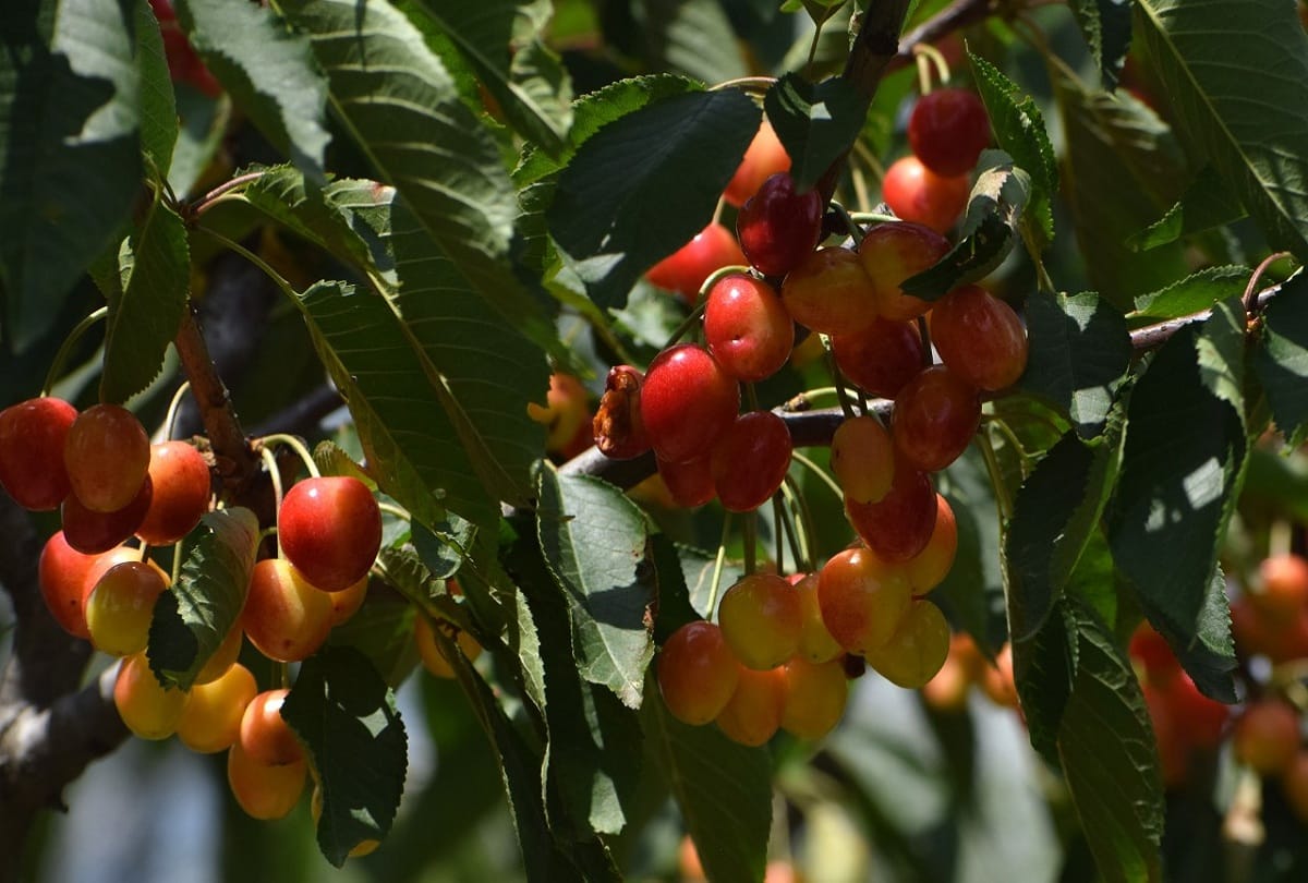 Kashmiri Cherry 12 thousand metric tons Will be available in market by end of May