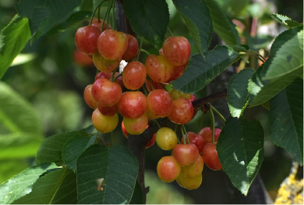 Kashmiri Cherry 12 thousand metric tons Will be available in market by end of May