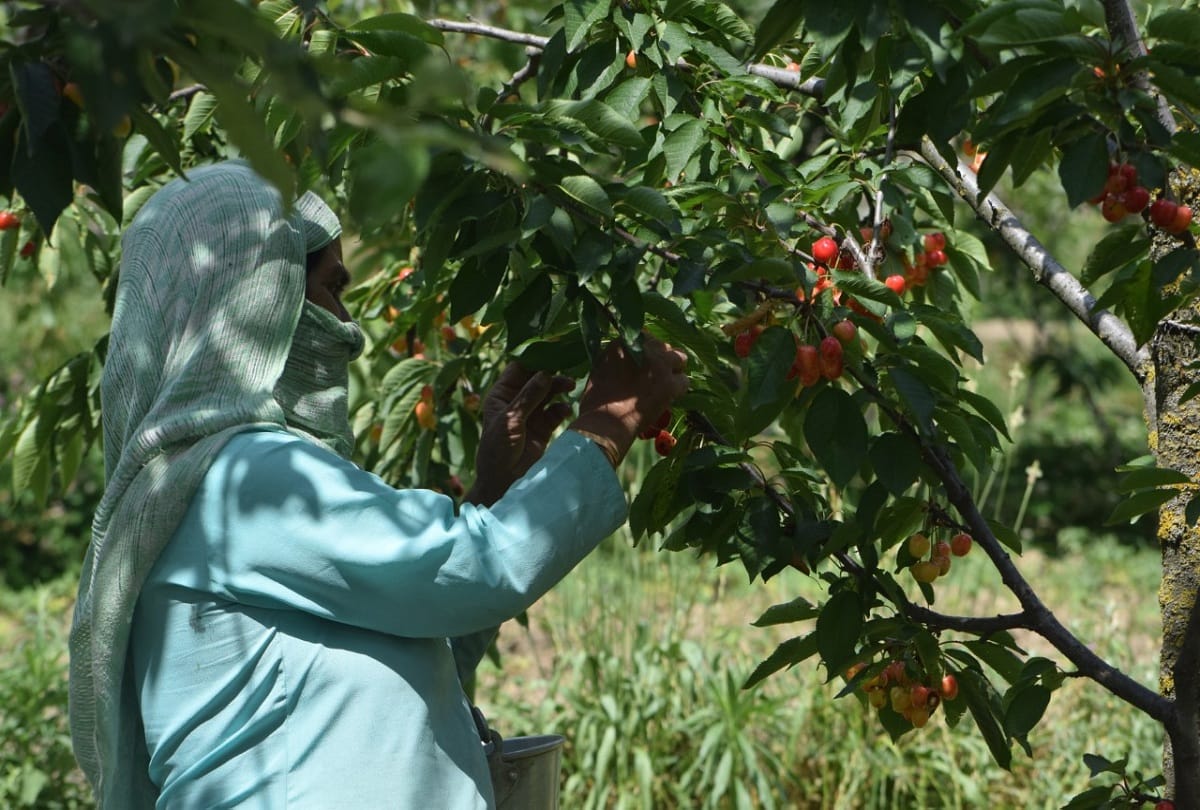 Kashmiri Cherry 12 thousand metric tons Will be available in market by end of May