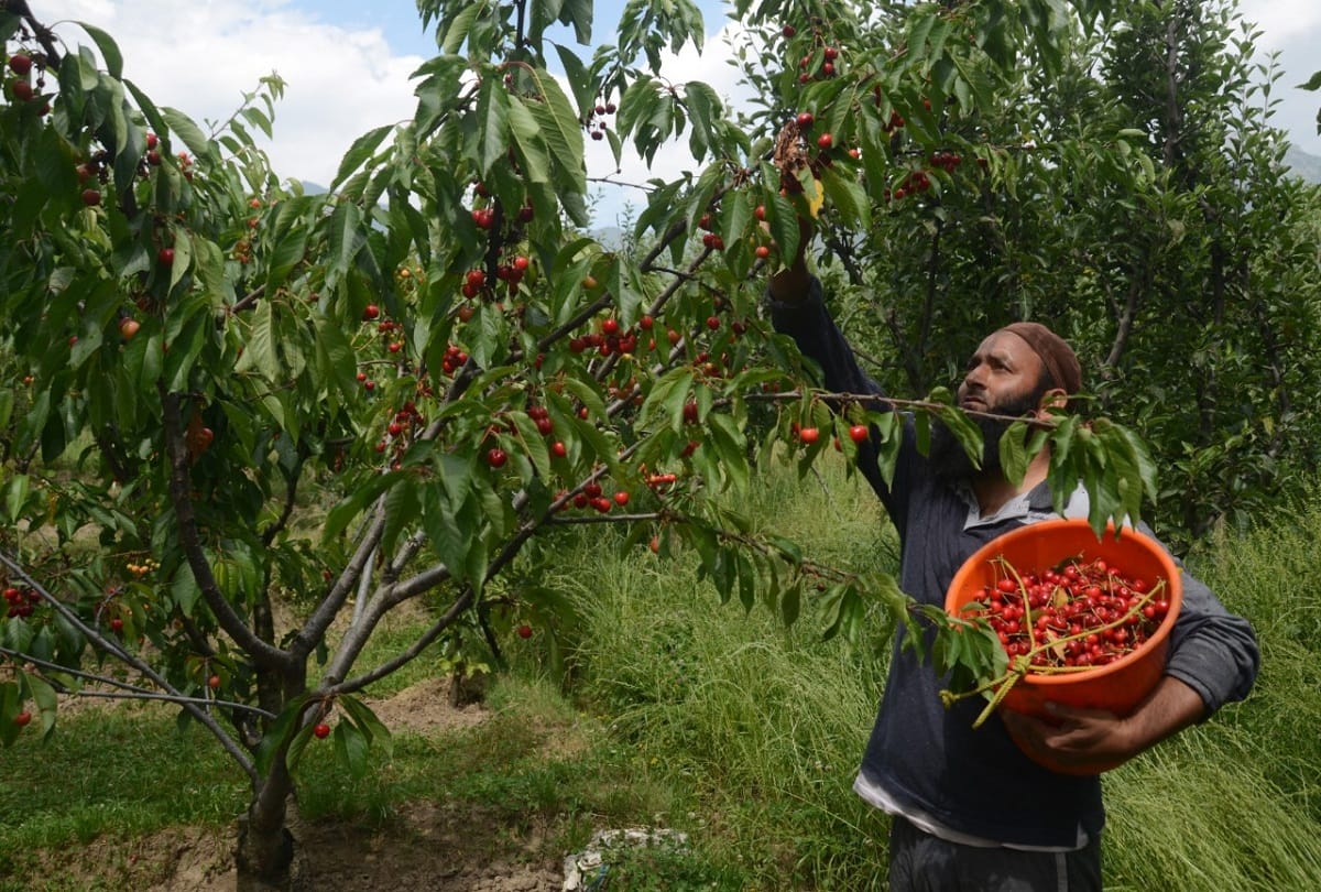 Kashmiri Cherry 12 thousand metric tons Will be available in market by end of May