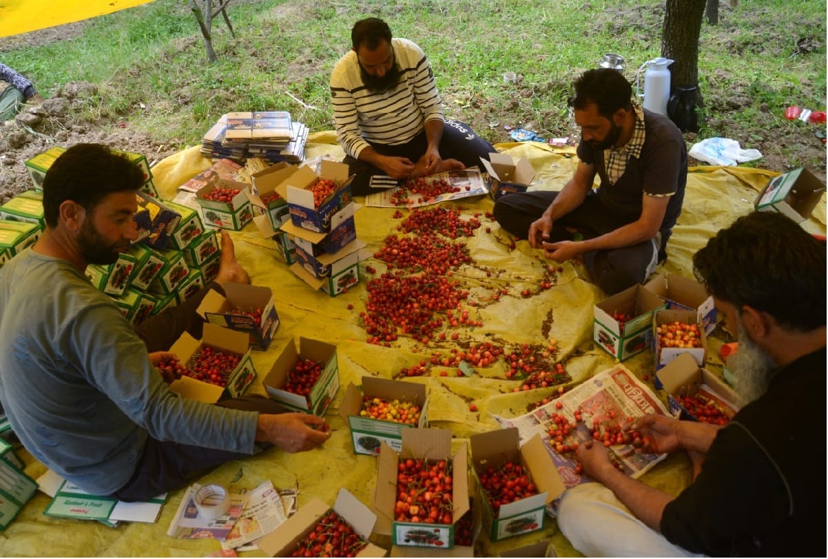 Kashmiri Cherry 12 thousand metric tons Will be available in market by end of May
