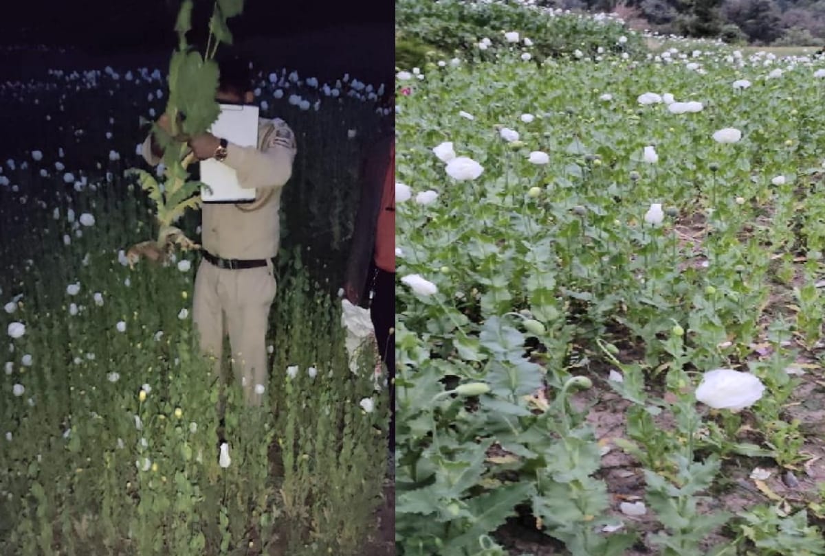 big campaign of police: 1 lakh 42 thousand poppy plants caught in mandi himachal