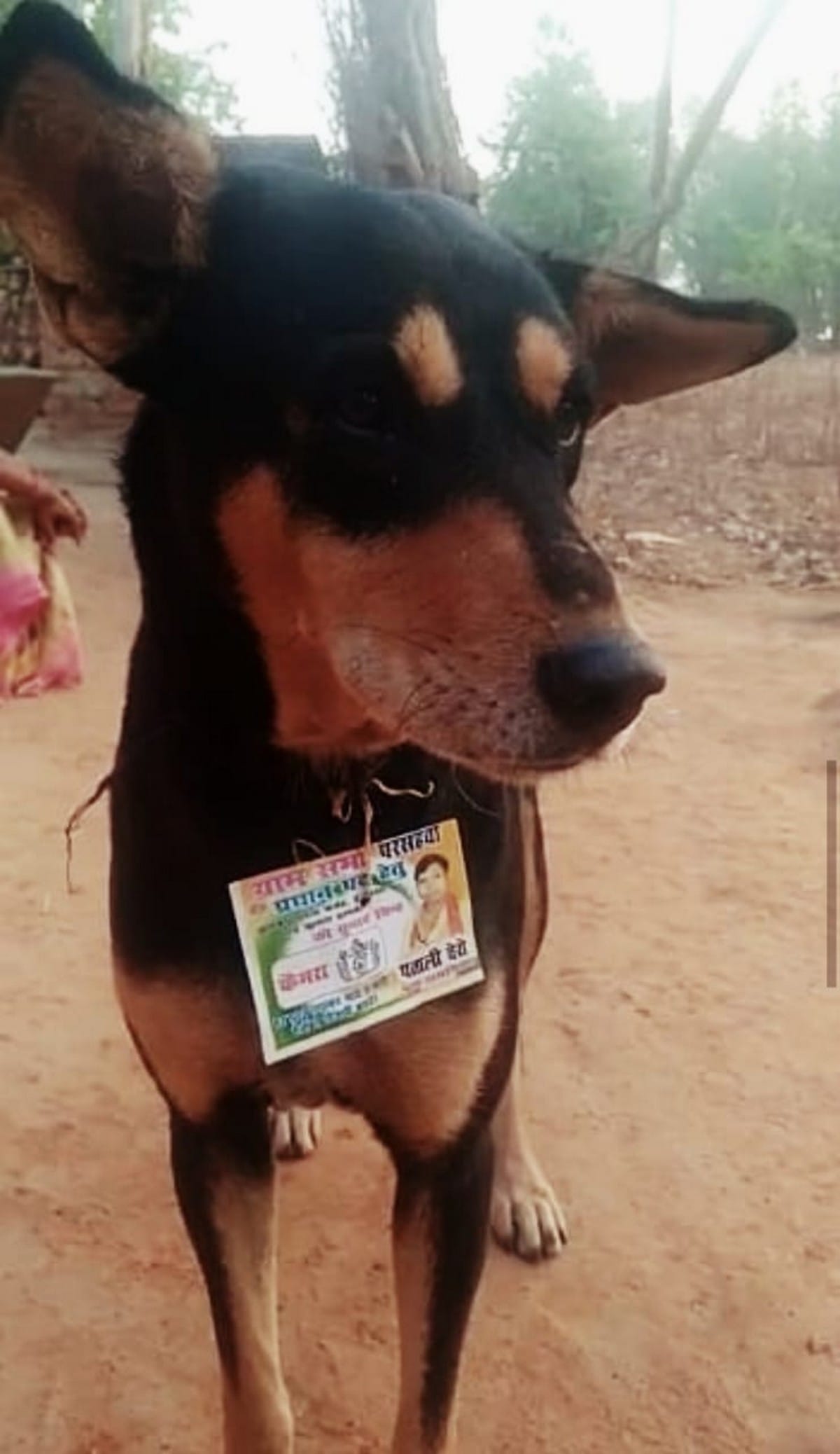 Publicity by dog posters tied around his neck in chandauli