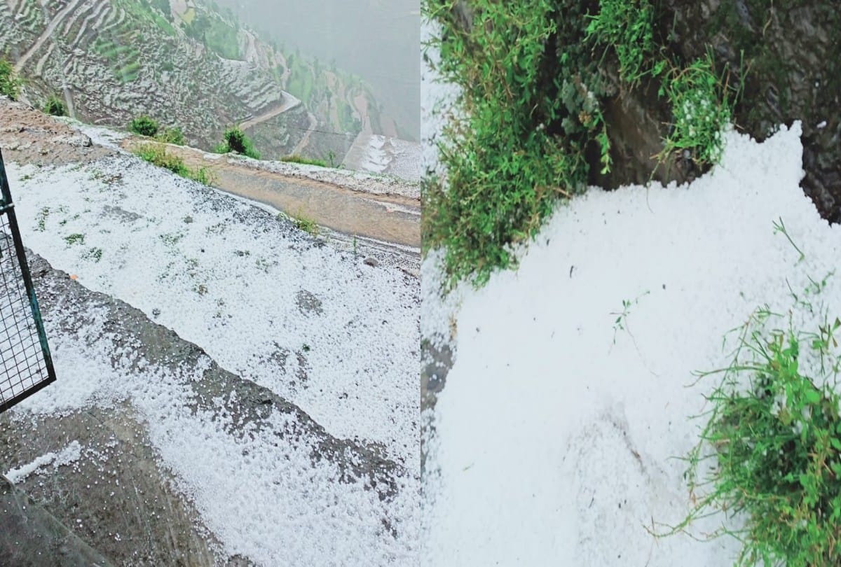 Himachal Weather Report: Damage to tomato-capsicum and apple crop due to hailstorm
