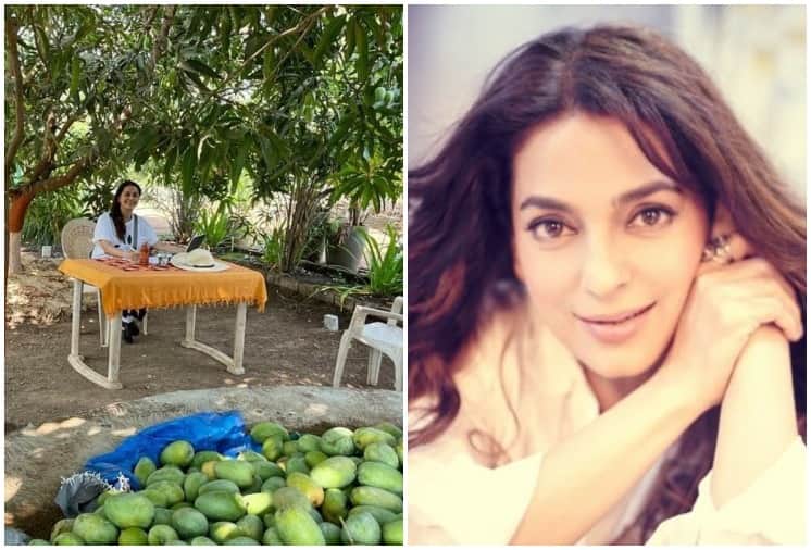 Juhi Chawla Latest Pictures from her Mango Farm Goes Viral on Instagram