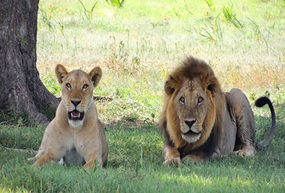 Etawah: both corona-infected lionesses condition improves, Jennifer still on drip
