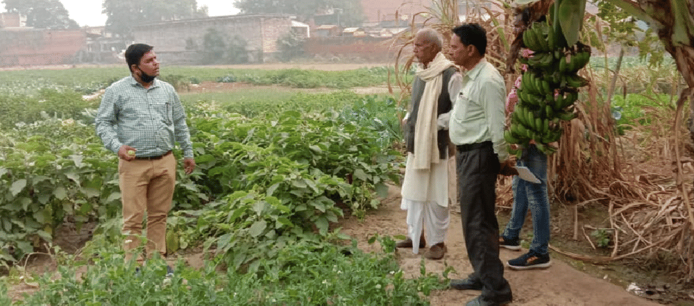 Eri manure fails to stop borer. in varanasi