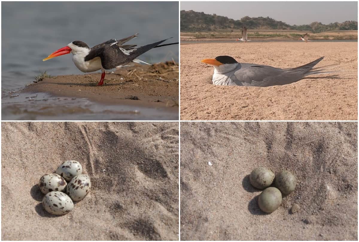world migratory bird day rare birds spotted in chambal