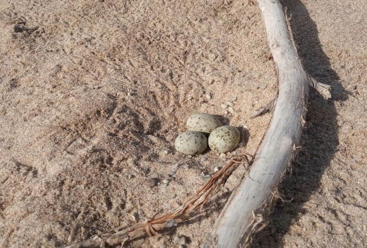 world migratory bird day rare birds spotted in chambal