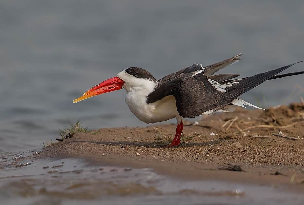 world migratory bird day rare birds spotted in chambal