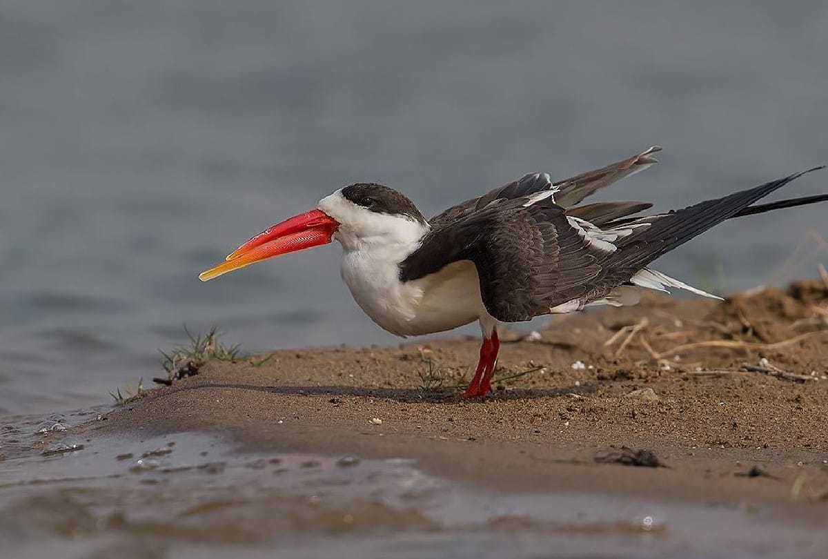 world migratory bird day rare birds spotted in chambal