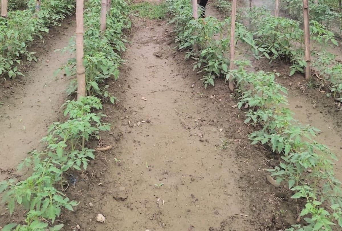 Drought Impacts  tomato and capsicum crop in solan himachal pradesh