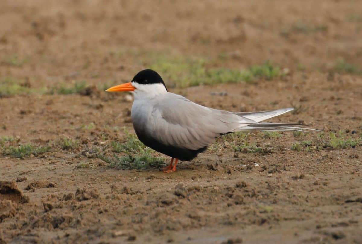 world migratory bird day rare birds spotted in chambal