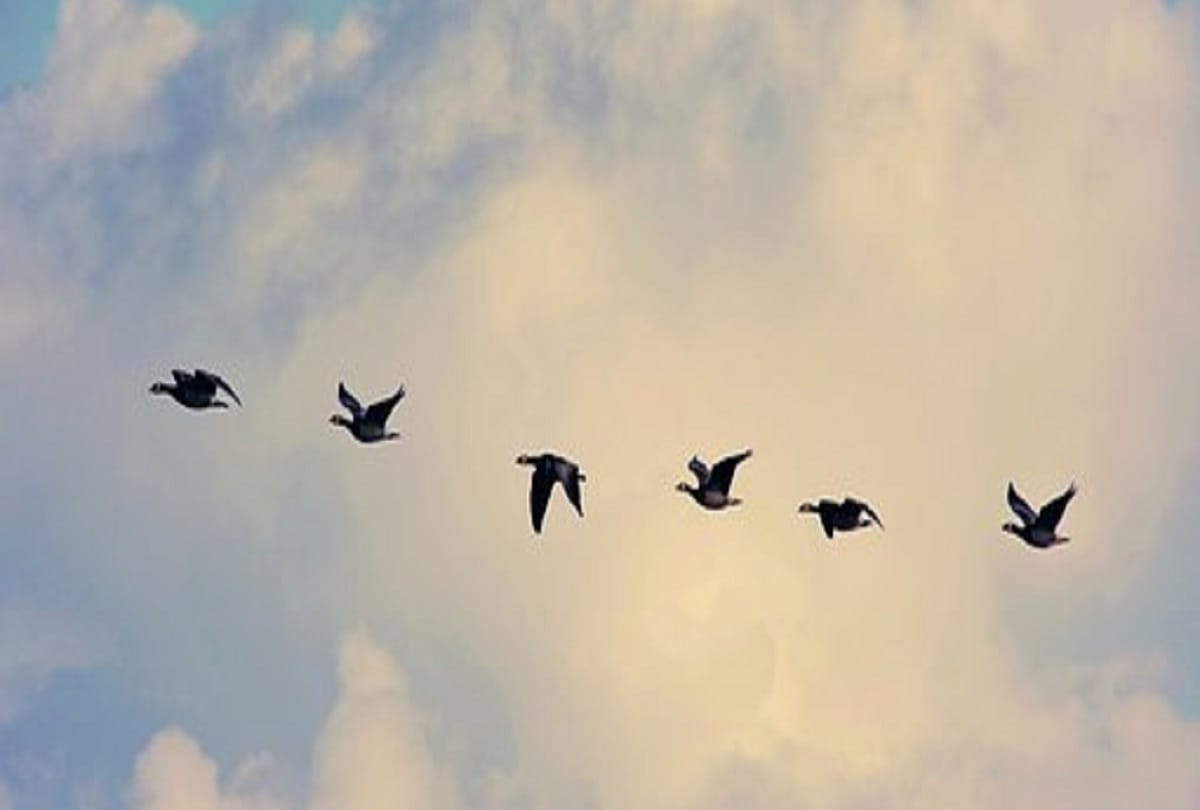 The migratory birds are roosting around Mumbai, environmentalists have expressed concern