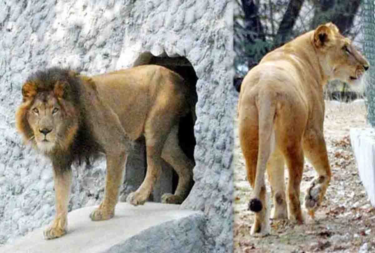 Lions of Gujarat will roar in Delhi zoo