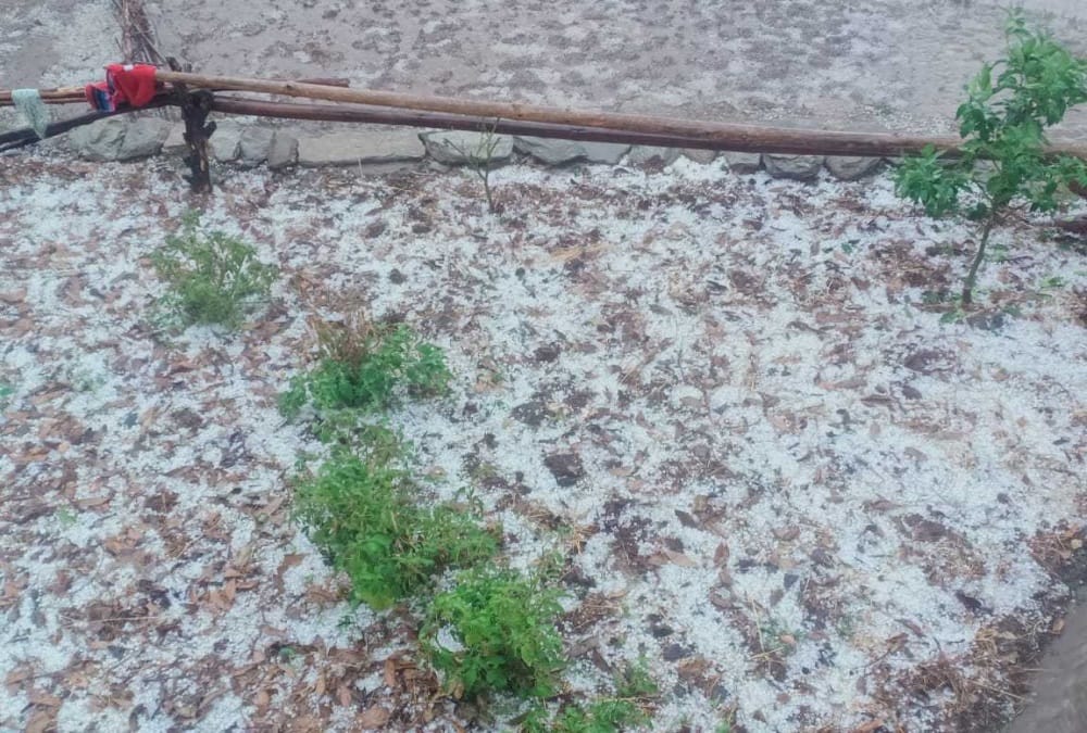 Uttarakhand Weather: Rainfall and hailstorm destroy more than 33 percent damage to crops on 7403 hectares