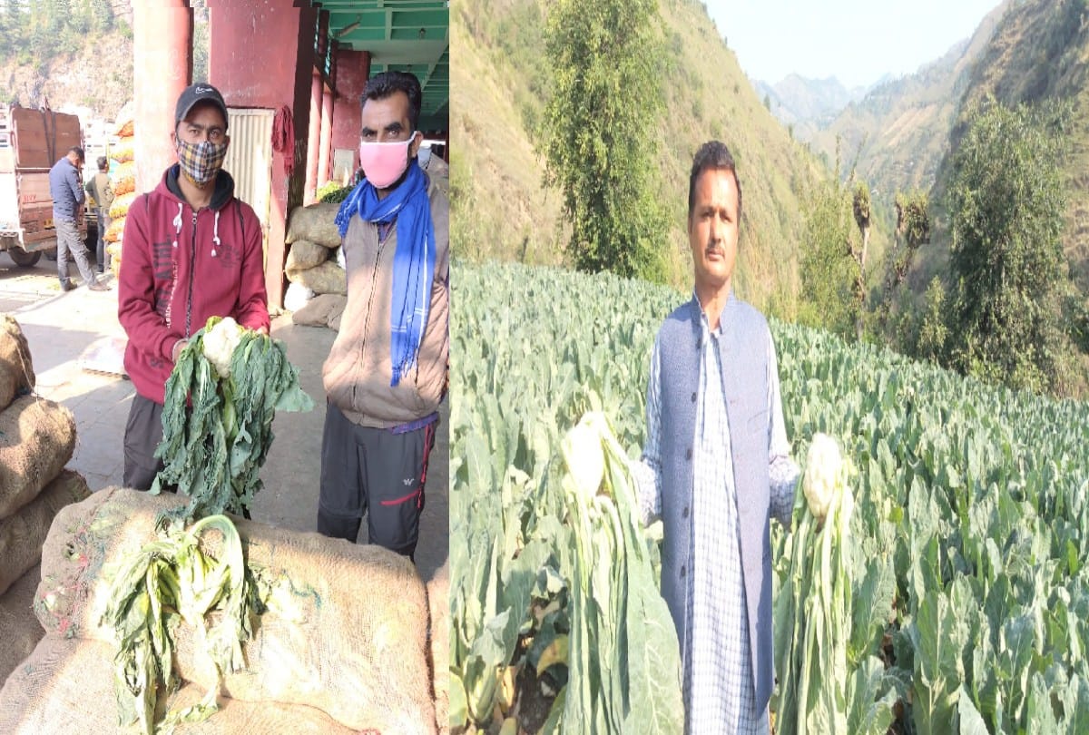 prices of cauliflower fall ni shimla, farmers forced to distribute free and feed animals
