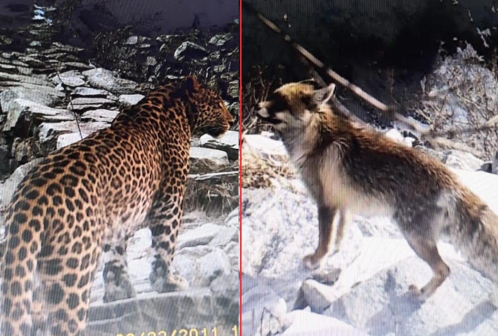 Valley of flowers uttarakhand: Rare Species of Wildlife Moments Captured in Trap Camera