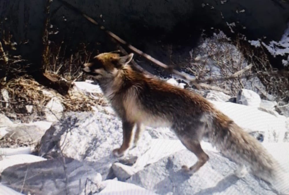 Valley of flowers uttarakhand: Rare Species of Wildlife Moments Captured in Trap Camera