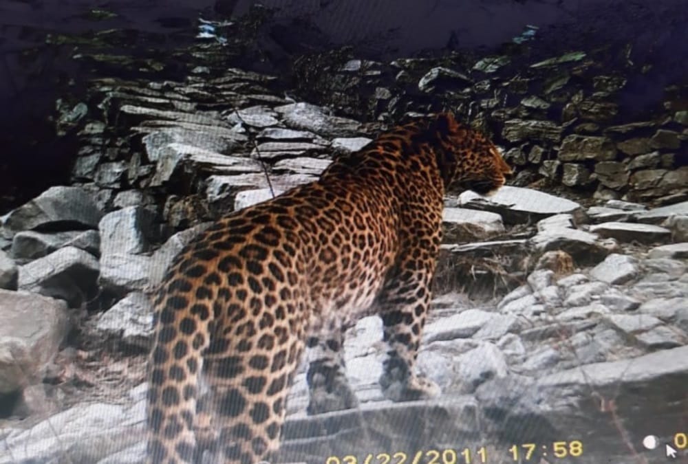 Valley of flowers uttarakhand: Rare Species of Wildlife Moments Captured in Trap Camera