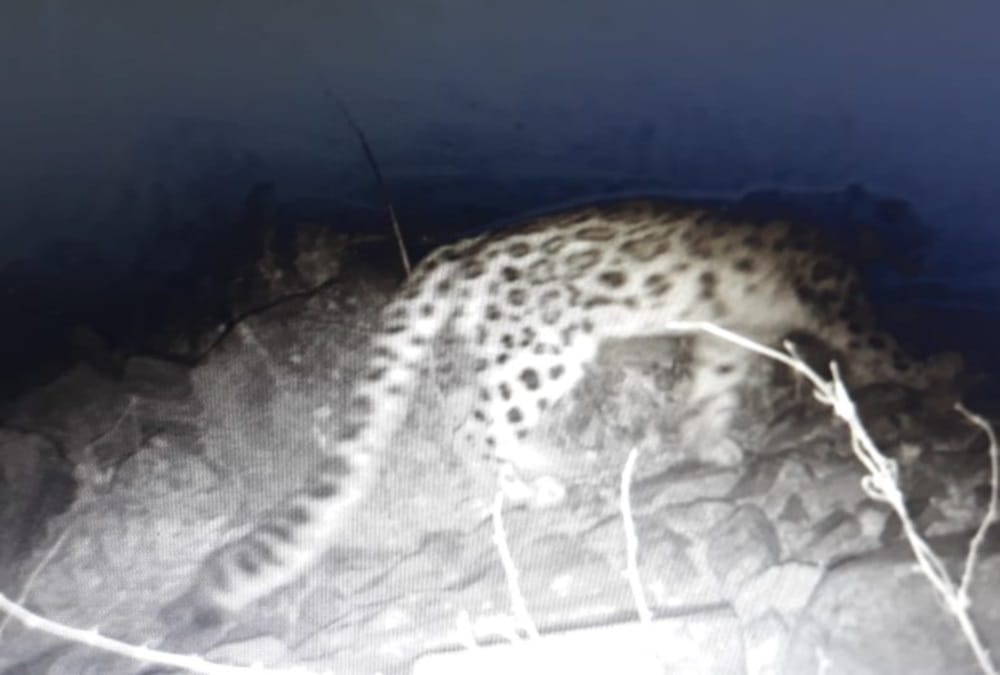 Valley of flowers uttarakhand: Rare Species of Wildlife Moments Captured in Trap Camera