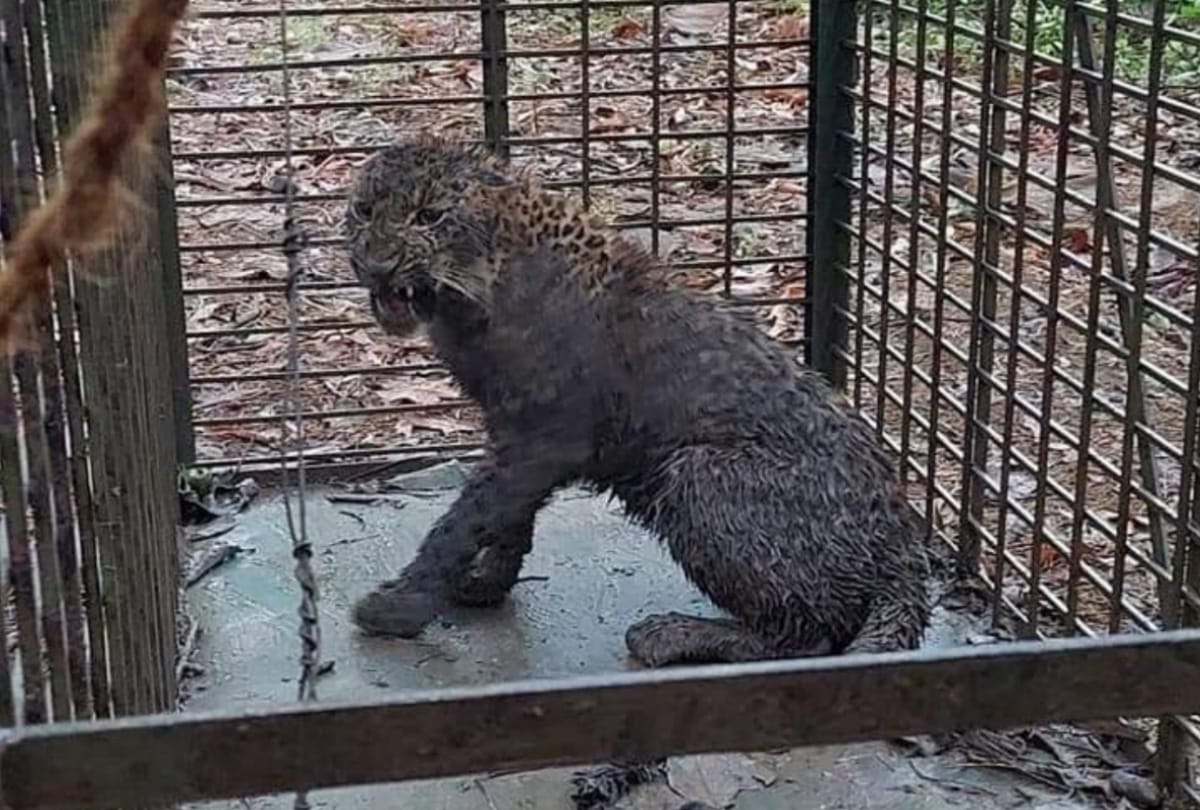 A leopard arrested in neelbahg palace in Balrampur.