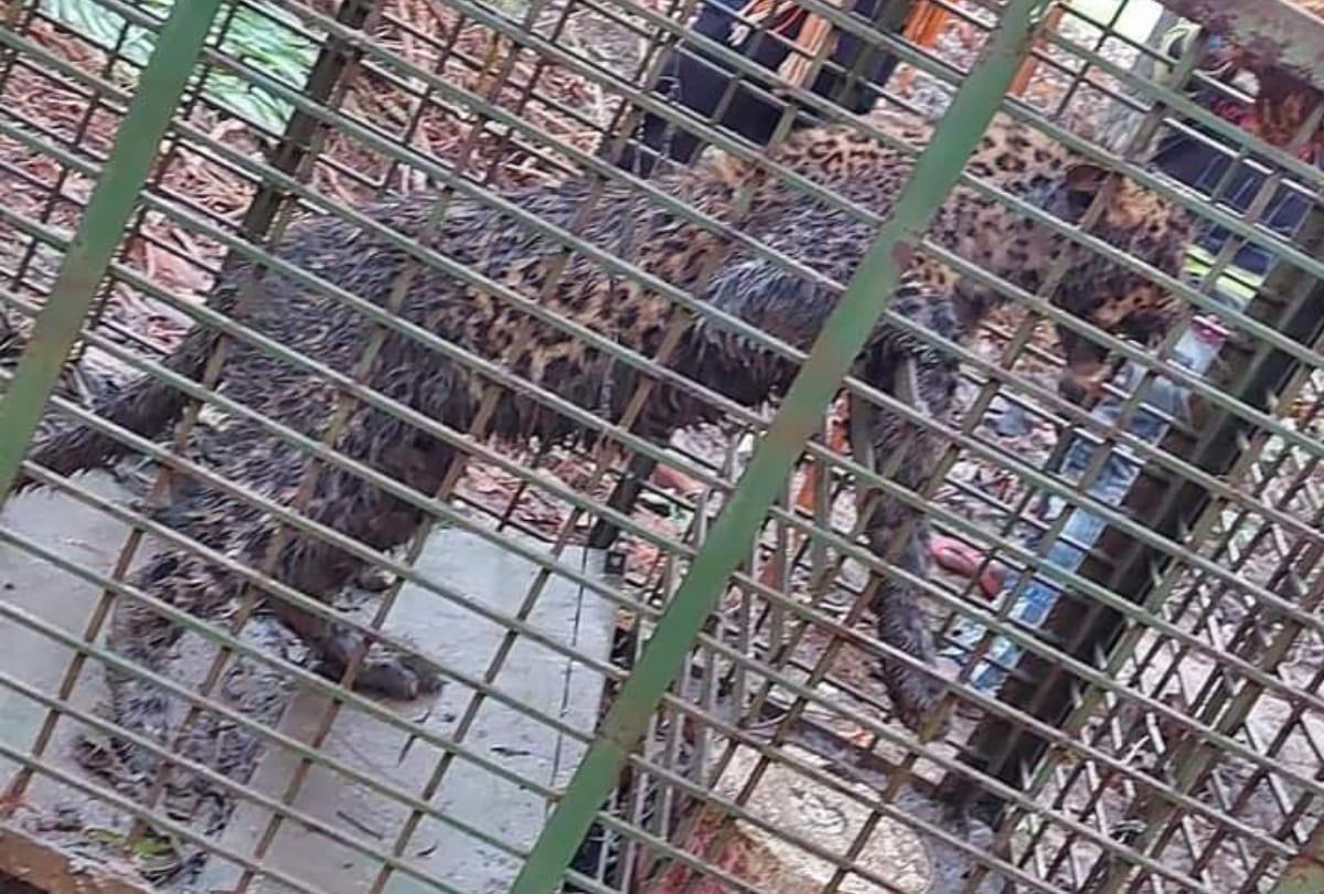 A leopard arrested in neelbahg palace in Balrampur.