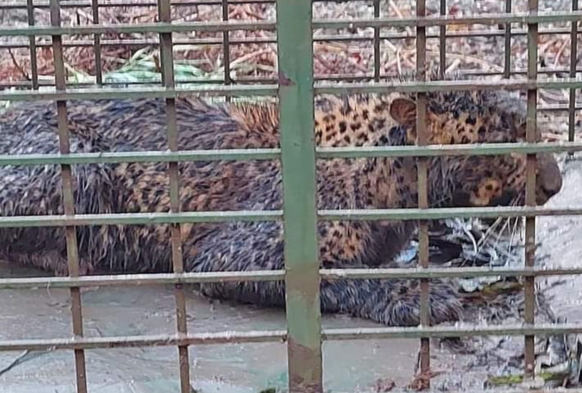 A leopard arrested in neelbahg palace in Balrampur.