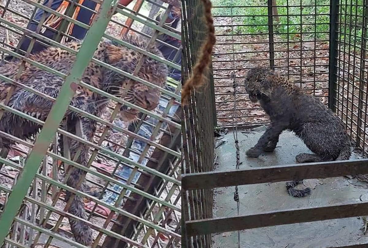 A leopard arrested in neelbahg palace in Balrampur.