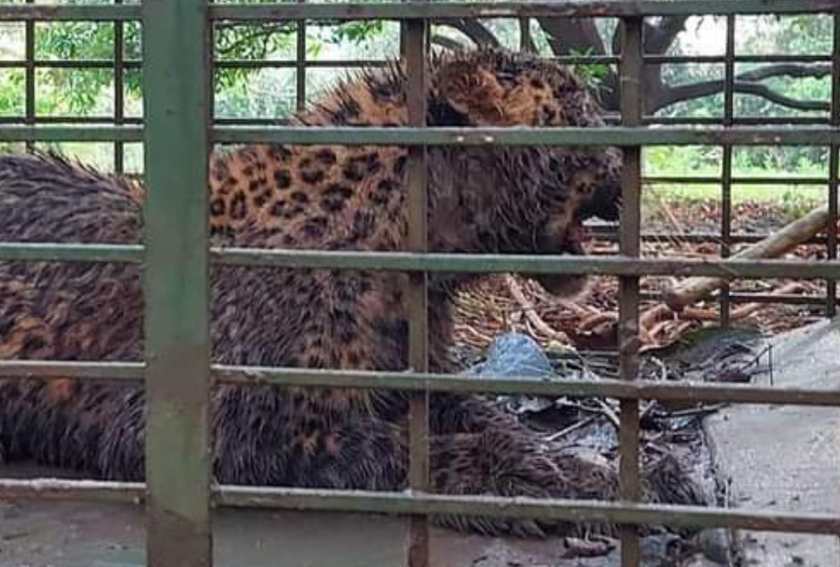 A leopard arrested in neelbahg palace in Balrampur.