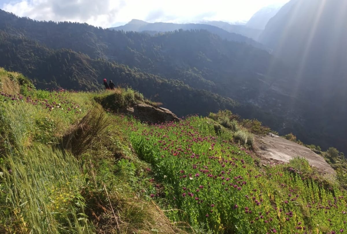 police recovered three lakh opium plants in sainj kullu himachal pradesh