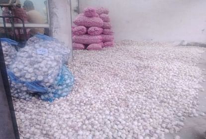 Sirmour News: टमाटर के बाद लहसुन के दामों में उछाल, 120 तक पहुंचे दाम Sirmour News: Sirmour Garlic prices reached 120 rupees per kg supply to Tamilnadu