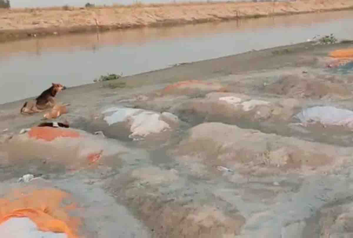 Hundreds of bodies buried on sand dunes built between the Ganga stream