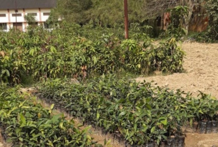 Varanasi District Garden Has Prepared One Lakh Plant Nurseries Amar