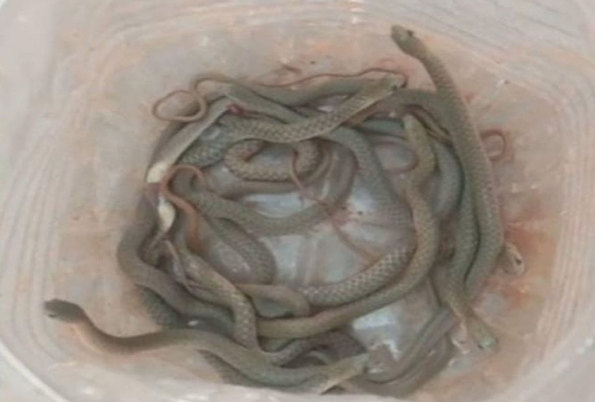 fatehpur up snakes found in house