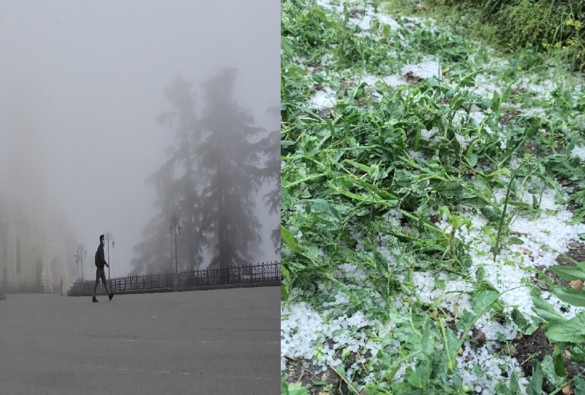 himachal weather today: damage to crop in Kullu and Sirmaur due to hailstorm, shepherd stuck in Bada Bhangal