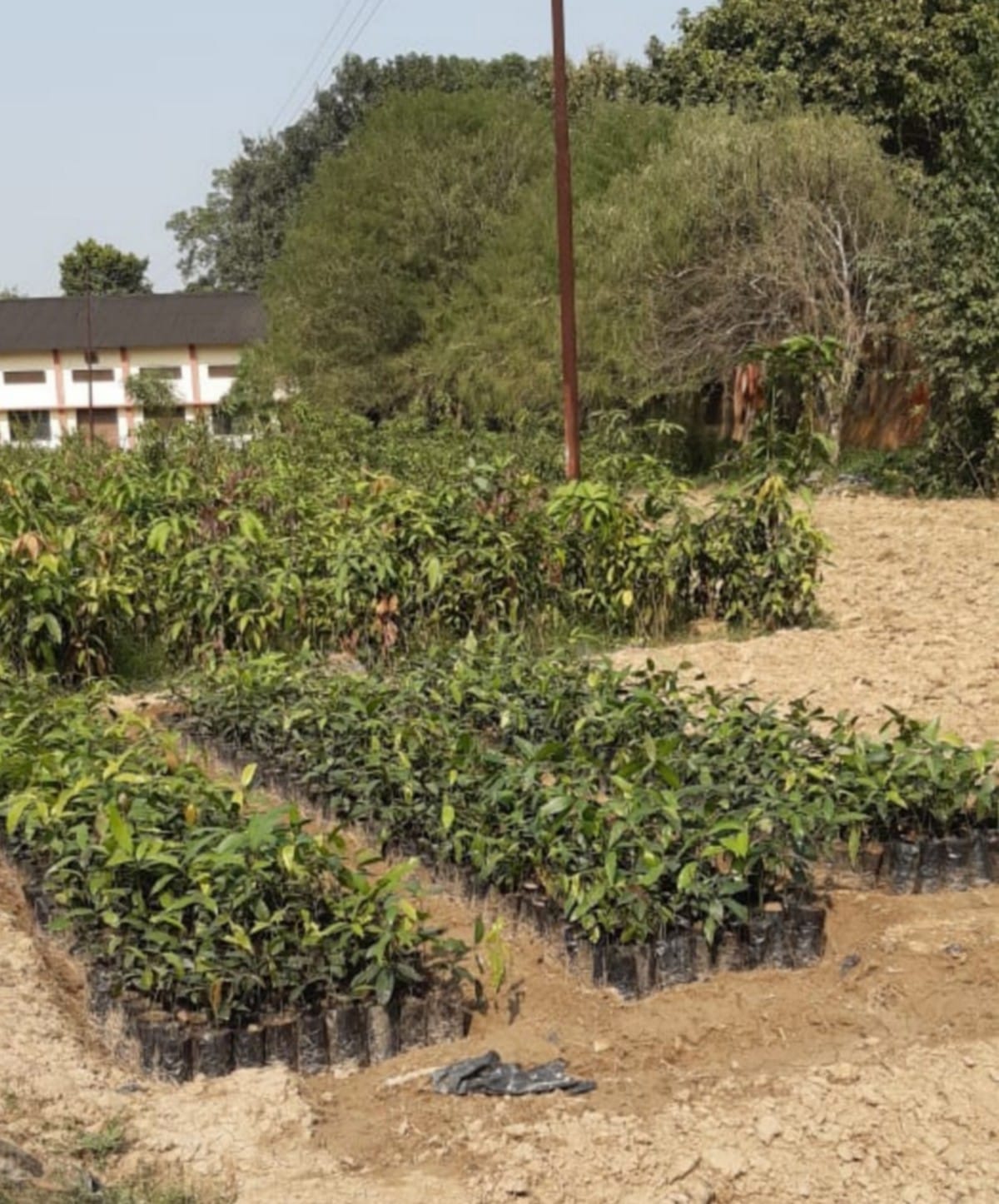 Varanasi district garden has prepared one lakh plant nurseries