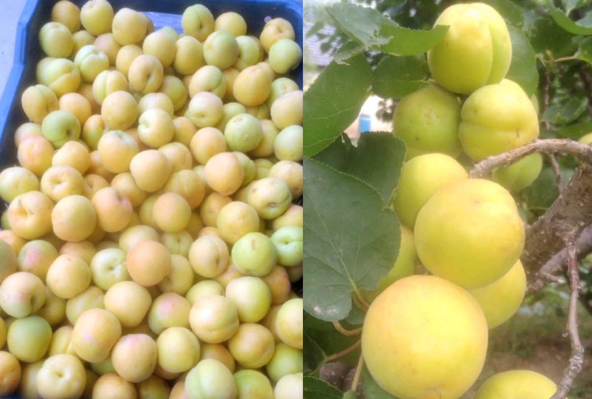 Apricot knocks in the markets of kullu himachal, sold for 50 rupees
