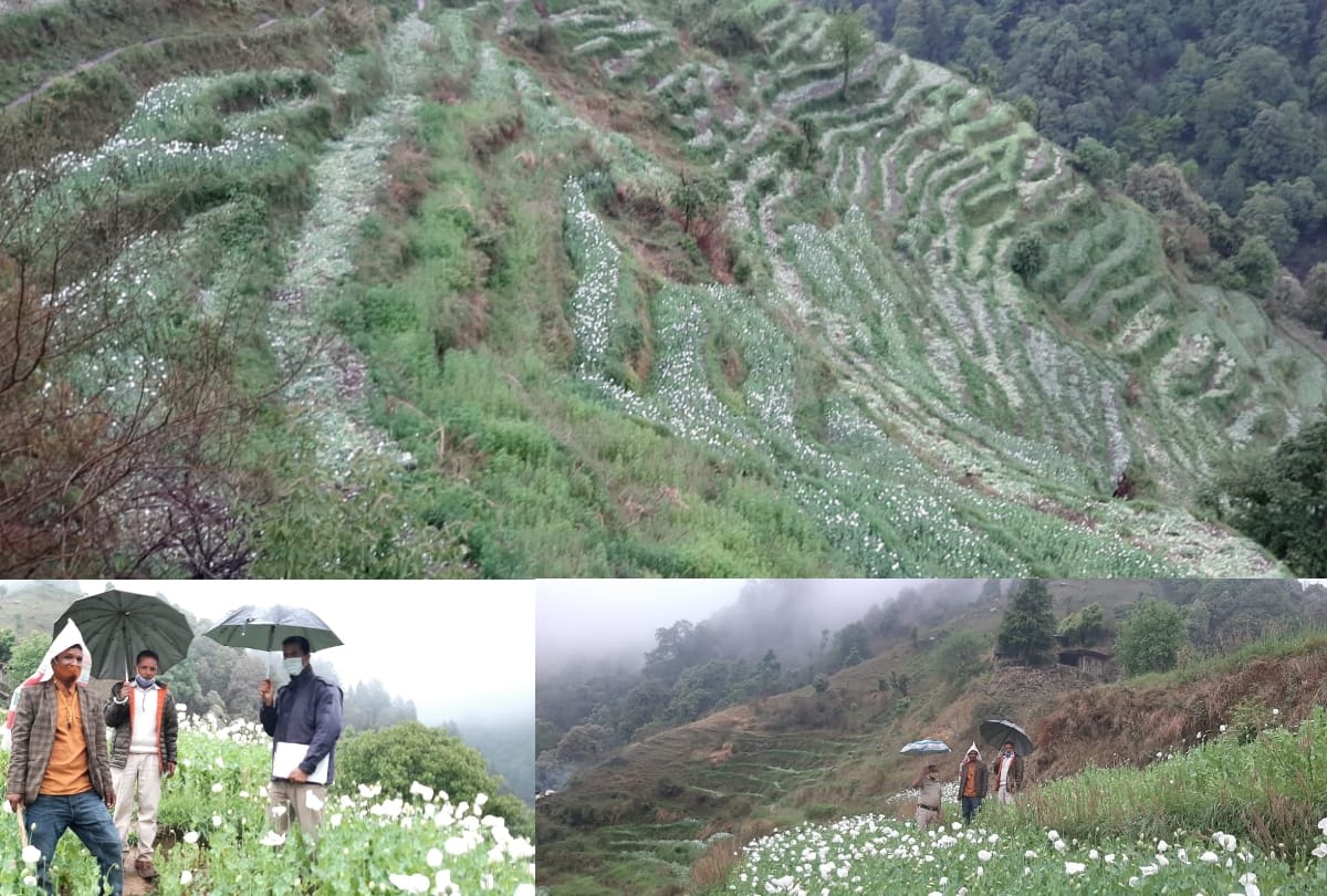 poppy husk illegal cultivation on 66 bigha land in mandi himachal pradesh