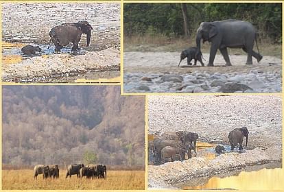 Uttarakhand Weather News: Elephant Playing in water in Corbett national Park Photos