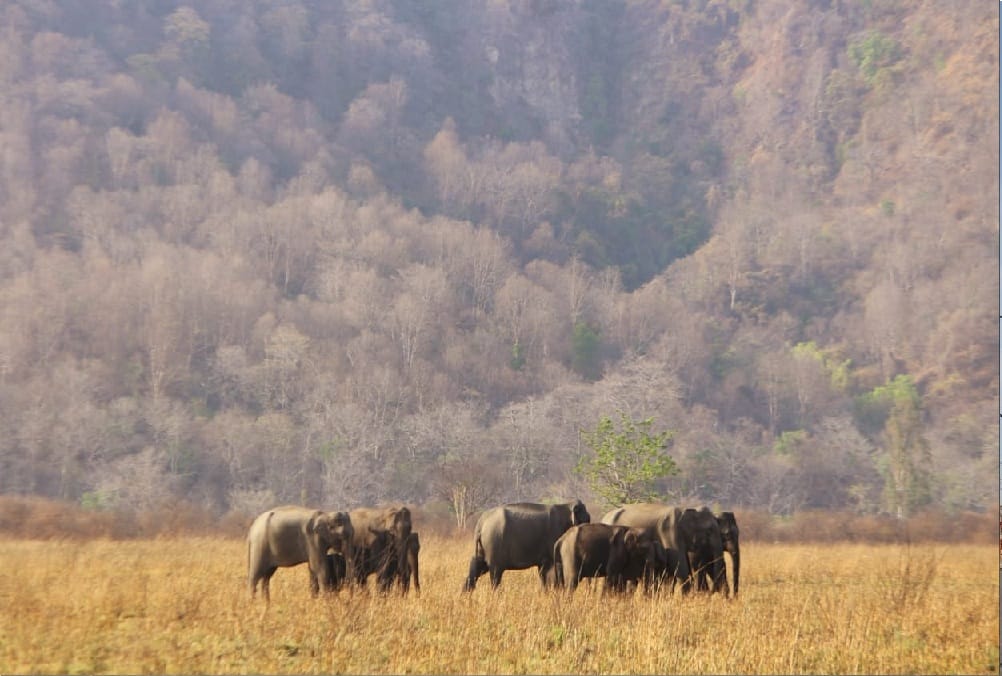 Uttarakhand forest department done Swapping of elephants from Gujarat without permission