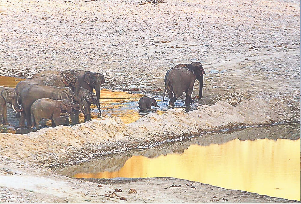 Rajaji Tiger Reserve: no shortage of water for wildlife throughout the year