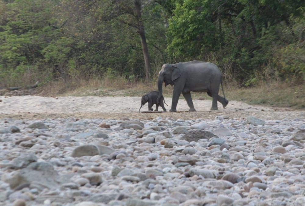 World Elephant Day 2022: elephants coming in population due to Corridor ending