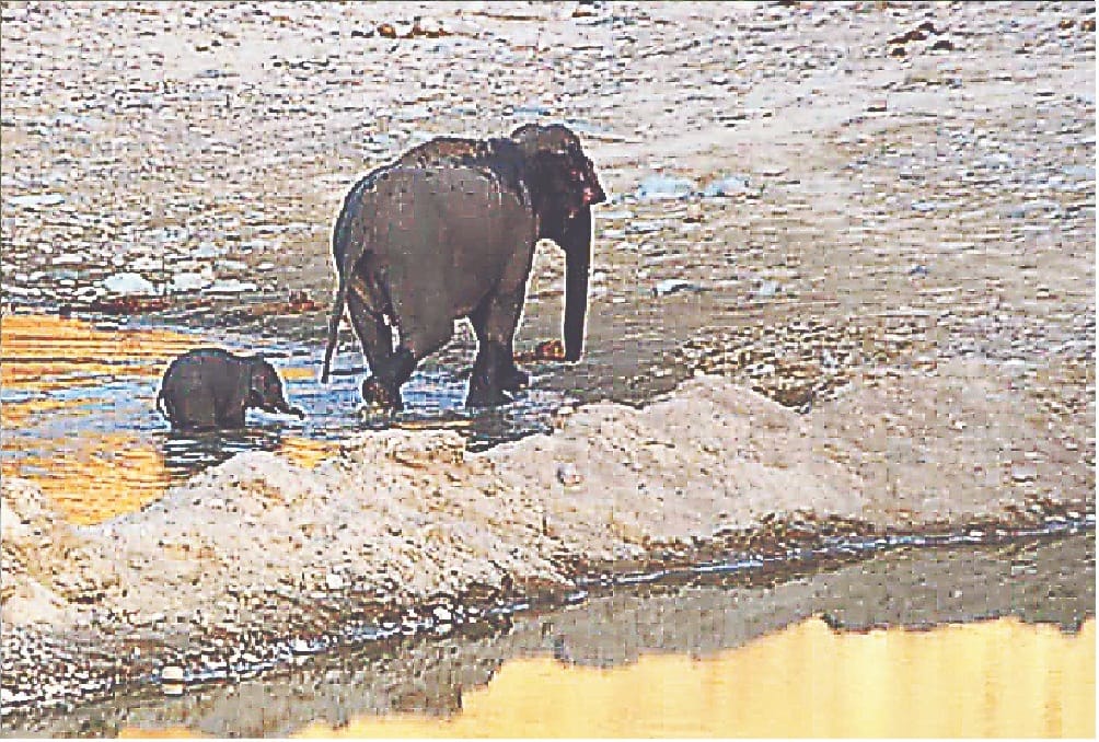 Human Wildlife Conflict: Elephants of Uttarakhand attack less than Odisha